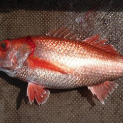 伊豆下田フィッシング 釣果