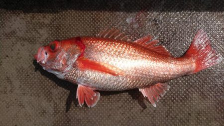 伊豆下田フィッシング 釣果