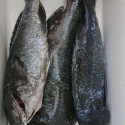 伊豆下田フィッシング 釣果