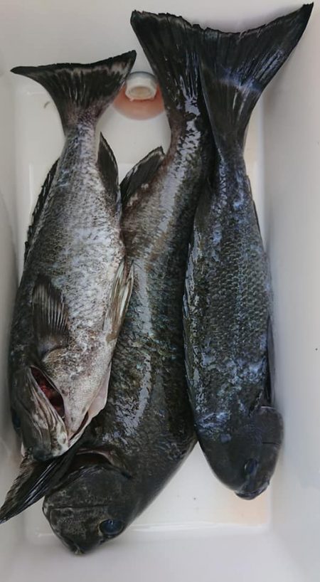 伊豆下田フィッシング 釣果