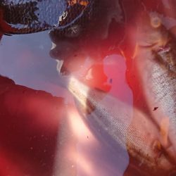 伊豆下田フィッシング 釣果