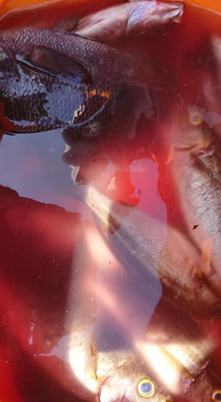 伊豆下田フィッシング 釣果