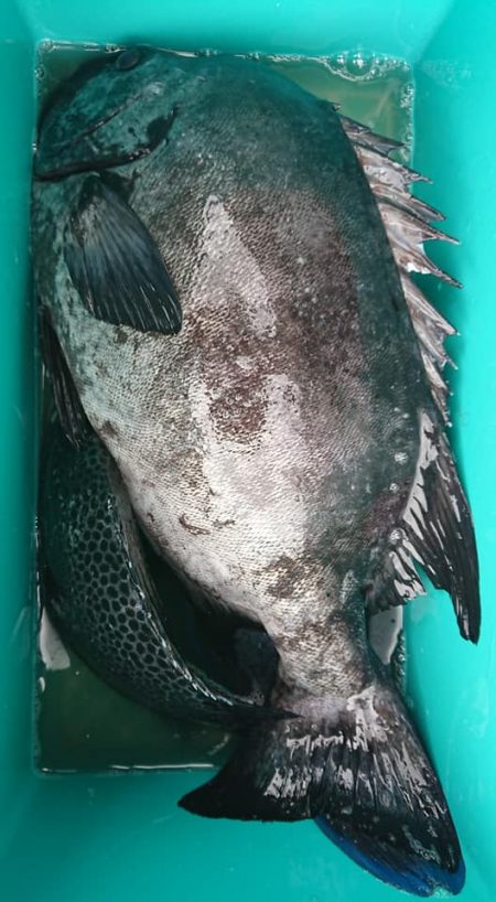 伊豆下田フィッシング 釣果