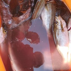 伊豆下田フィッシング 釣果