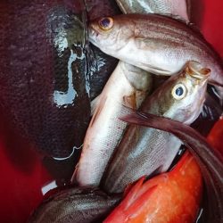 伊豆下田フィッシング 釣果