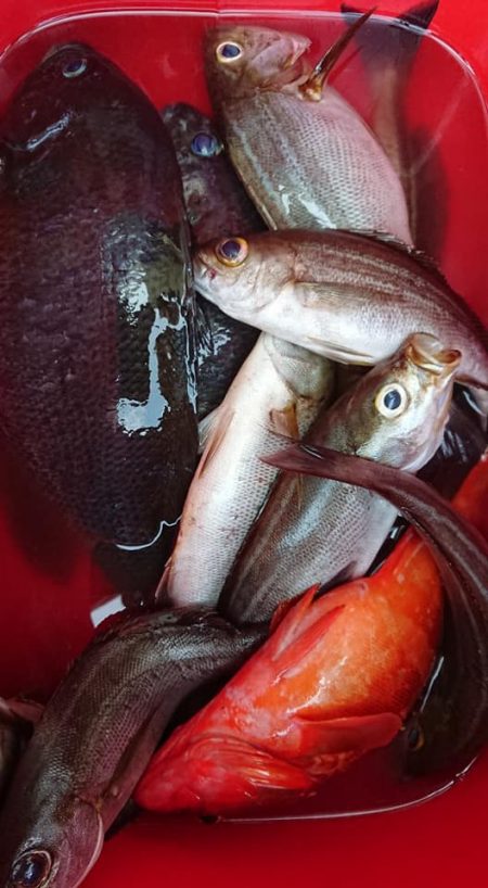 伊豆下田フィッシング 釣果