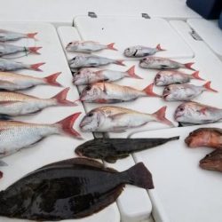 暁〜akatsuki〜 釣果