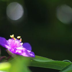 小菅トラウトガーデン 釣果