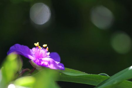 小菅トラウトガーデン 釣果