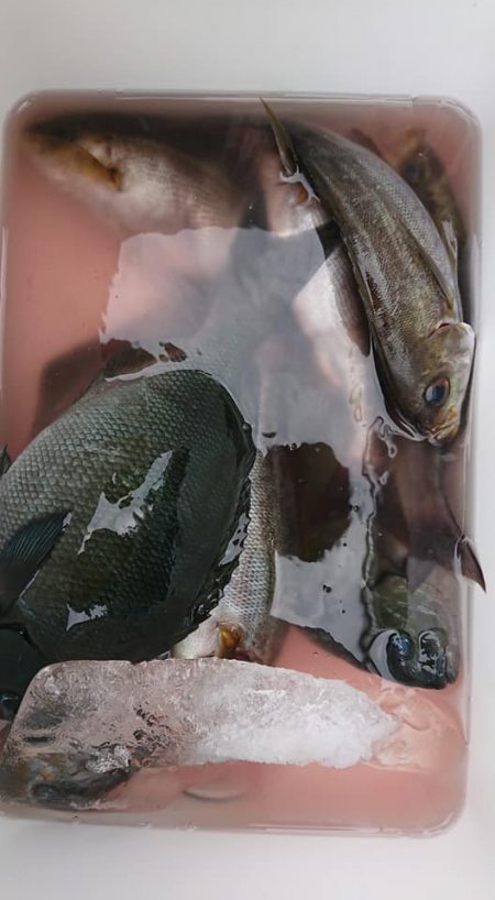 伊豆下田フィッシング 釣果