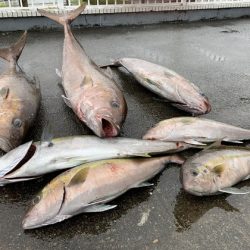 フィッシングハウス伊藤 釣果