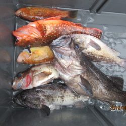 大進丸(新潟) 釣果