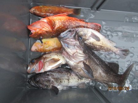 大進丸(新潟) 釣果