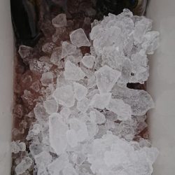 伊豆下田フィッシング 釣果