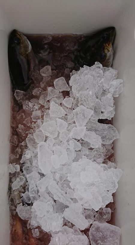 伊豆下田フィッシング 釣果