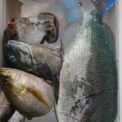 伊豆下田フィッシング 釣果