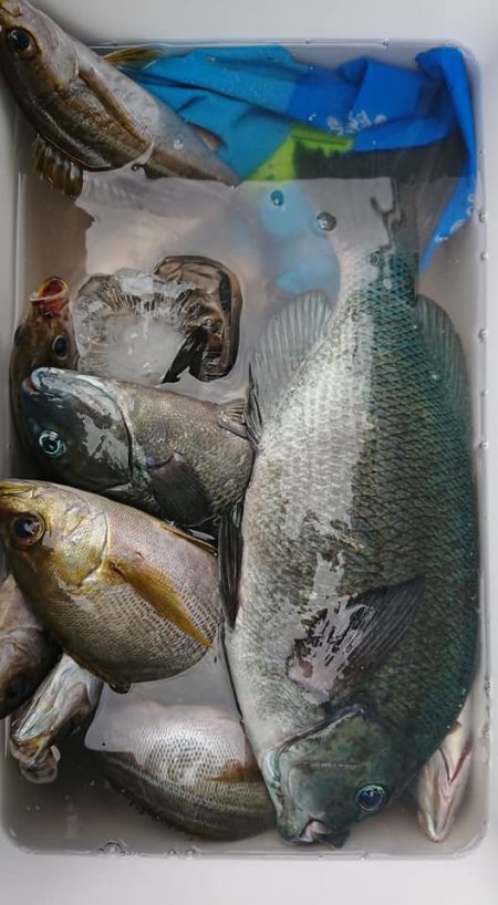 伊豆下田フィッシング 釣果