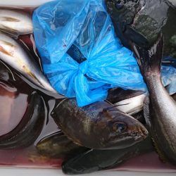 伊豆下田フィッシング 釣果
