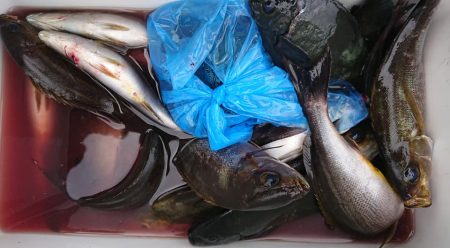 伊豆下田フィッシング 釣果