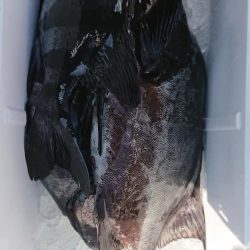 伊豆下田フィッシング 釣果