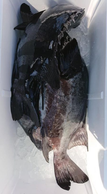 伊豆下田フィッシング 釣果