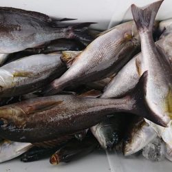 伊豆下田フィッシング 釣果