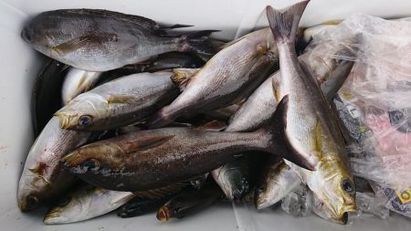 伊豆下田フィッシング 釣果