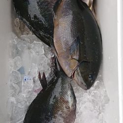 伊豆下田フィッシング 釣果