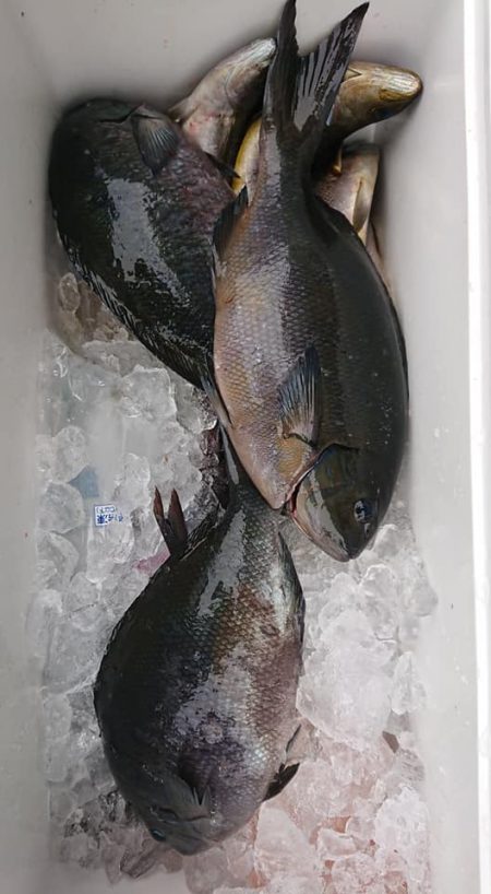 伊豆下田フィッシング 釣果