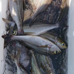 伊豆下田フィッシング 釣果