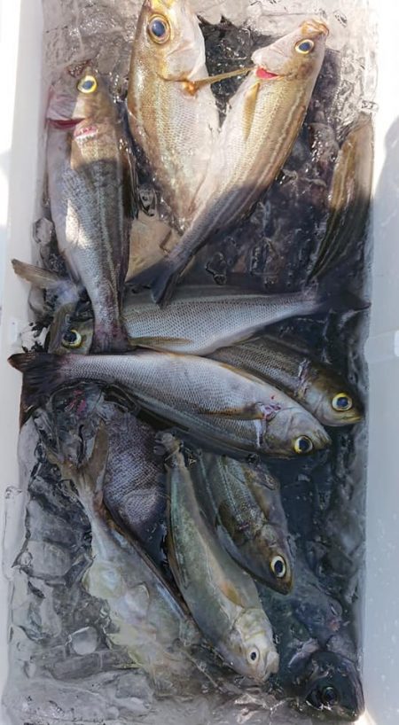 伊豆下田フィッシング 釣果