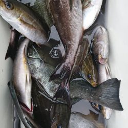 伊豆下田フィッシング 釣果