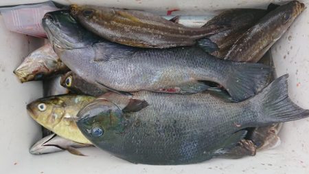 伊豆下田フィッシング 釣果