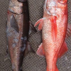 伊豆下田フィッシング 釣果