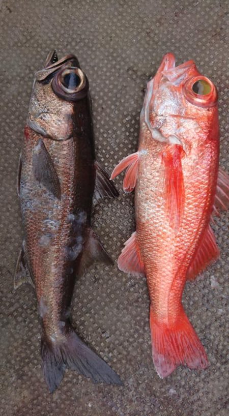 伊豆下田フィッシング 釣果