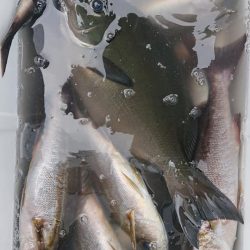 伊豆下田フィッシング 釣果