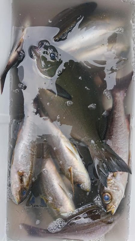 伊豆下田フィッシング 釣果