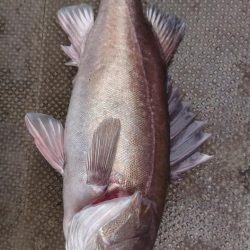 伊豆下田フィッシング 釣果