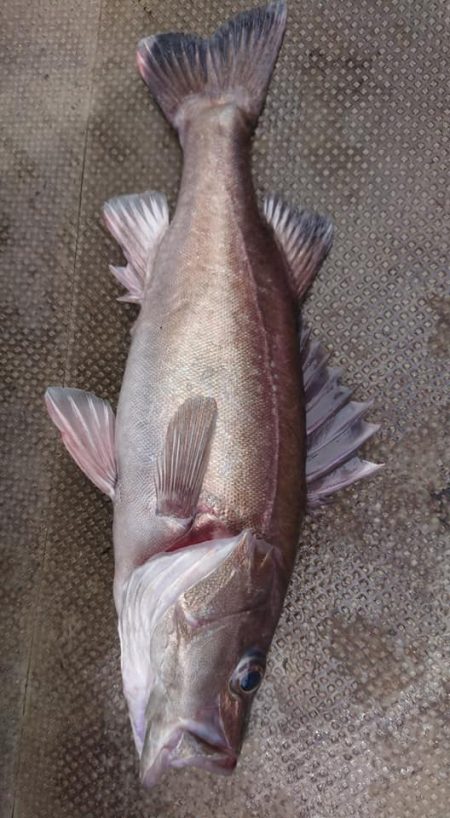 伊豆下田フィッシング 釣果