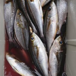 伊豆下田フィッシング 釣果