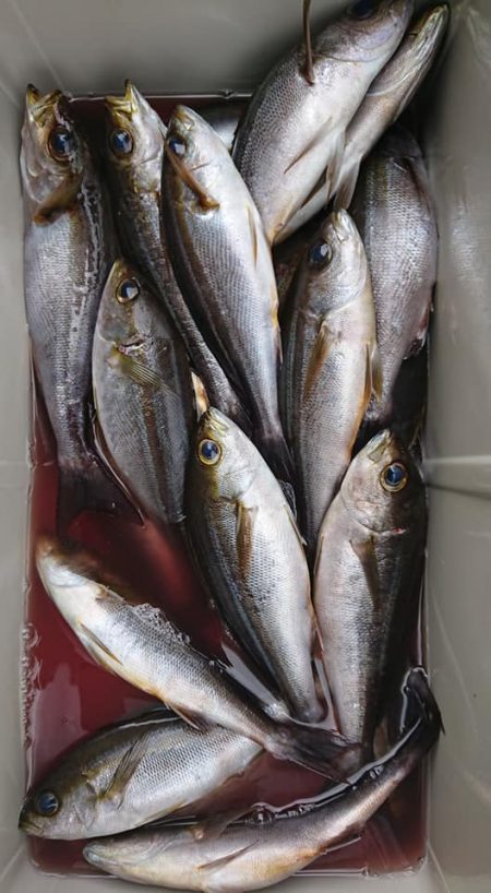 伊豆下田フィッシング 釣果