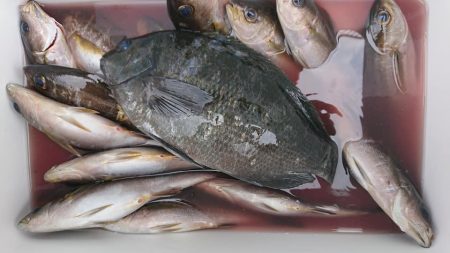 伊豆下田フィッシング 釣果