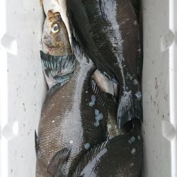 伊豆下田フィッシング 釣果