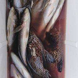 伊豆下田フィッシング 釣果