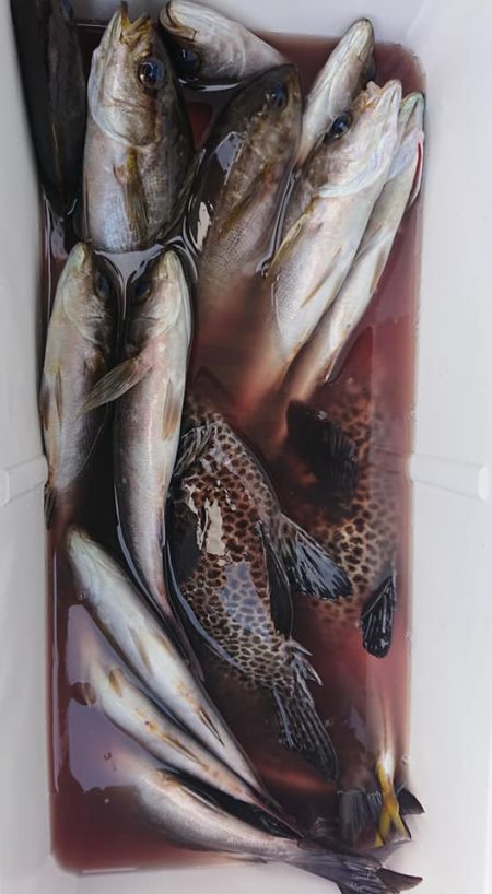 伊豆下田フィッシング 釣果