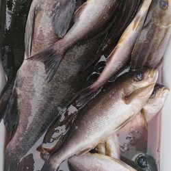 伊豆下田フィッシング 釣果