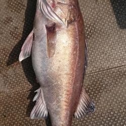 伊豆下田フィッシング 釣果