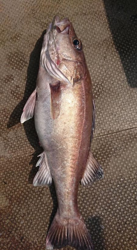 伊豆下田フィッシング 釣果