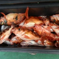 第二むつ漁丸 釣果