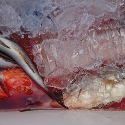 伊豆下田フィッシング 釣果